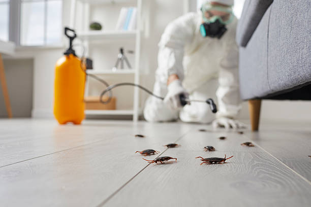 Post-Treatment Bed Bug Interceptor Monitoring in Midland